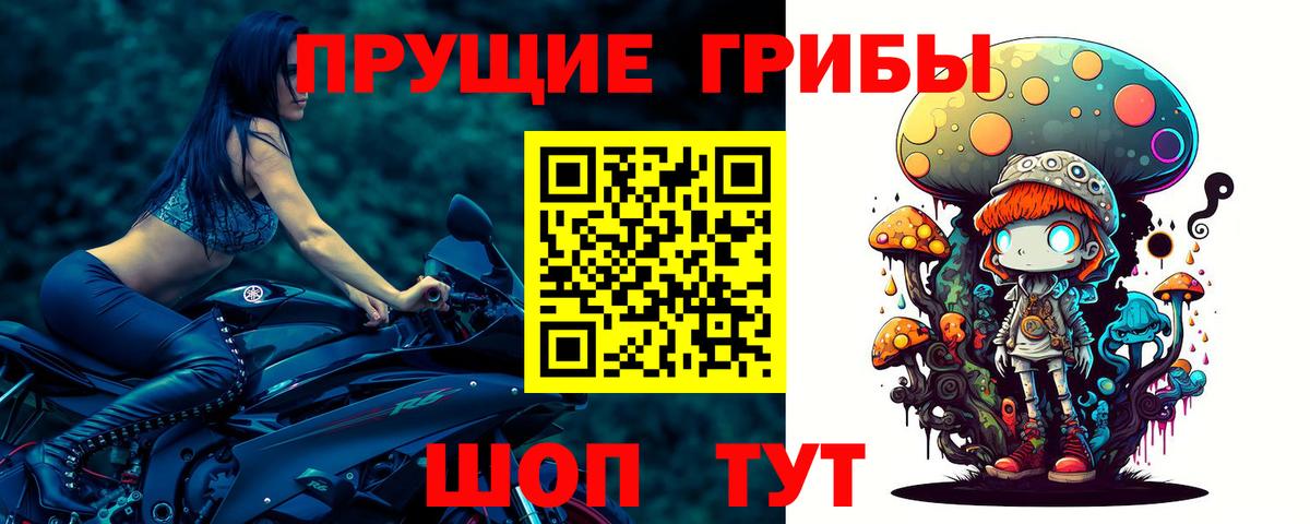 Галлюциногенные грибы Psilocybe Карабулак